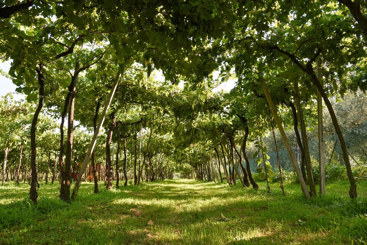 La Terrazza Sulle Vigne B&B 科尔特弗兰卡 外观 照片